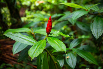 Close-up on the amazing succulent vegetation of Costa Rica's monteverde cloud forest; unique tropical plants