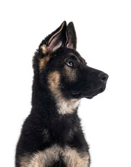 young german shepherd