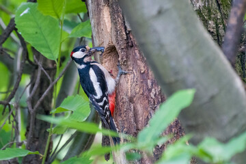Great spotted woodpecker (Dendrocopos major) in the thick of the wood clinging to a trunk near the nest with the beak full of insects for the brood. Italian Alps.