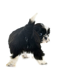 puppy Shih Tzu in studio