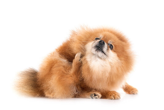 pomeranian in studio