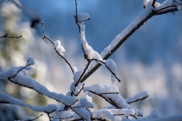 Branches covered with snow