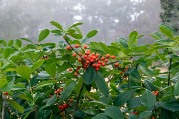 Close-up shot of orange holly berries on a bush in a forest covered by dense fog