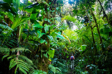 backpacker girl walks through dense jungle in monteverde cloud forest, Costa Rica; walk through...