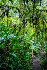 Naklejka premium backpacker girl walks through dense jungle in monteverde cloud forest, Costa Rica; walk through fairy tale, magical tropical rainforest; wild nature of Costa Rica