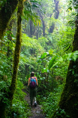 Naklejka na ściany i meble backpacker girl walks through dense jungle in monteverde cloud forest, Costa Rica; walk through fairy tale, magical tropical rainforest; wild nature of Costa Rica