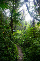 landscape of monteverde national park in costa rica, famous cloud forest with unique vegetation, tropical rainforest in the mountains, tropical plants