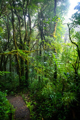 Obraz premium landscape of monteverde national park in costa rica, famous cloud forest with unique vegetation, tropical rainforest in the mountains, tropical plants