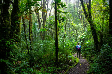 backpacker girl walks through dense jungle in monteverde cloud forest, Costa Rica; walk through...