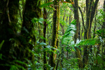 Fototapeta premium landscape of monteverde national park in costa rica, famous cloud forest with unique vegetation, tropical rainforest in the mountains, tropical plants
