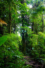 landscape of monteverde national park in costa rica, famous cloud forest with unique vegetation, tropical rainforest in the mountains, tropical plants