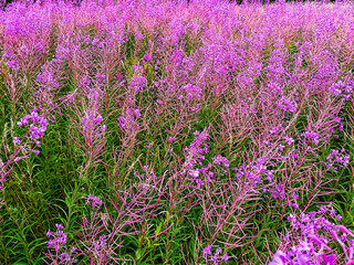 Ivan-tea (Chamaenerion) grows in a meadow