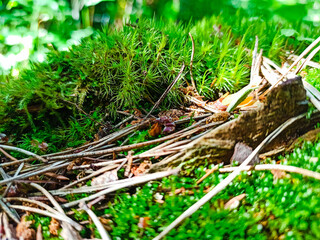 Forest Soil with Grass