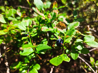 Obraz premium Wild bilberry in the spruce forest