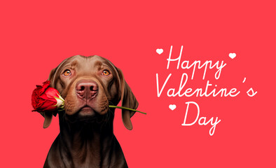 Happy Valentine's Day, Adorable chocolate labrador with a red rose in its mouth, on red background
