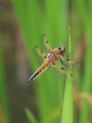 dragonfly on a branch