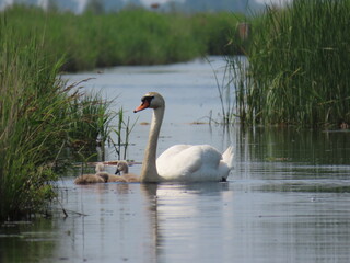 Swan with babies