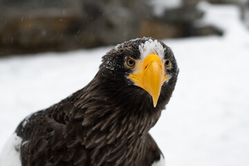 Steller's sea eagle closeup portrait