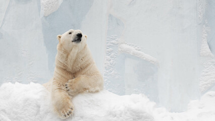 Funny polar bear. Polar bear sitting in a funny pose. white bear.