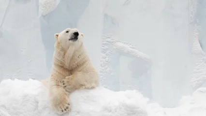 Foto op Plexiglas Funny polar bear. Polar bear sitting in a funny pose. white bear. © fizke7