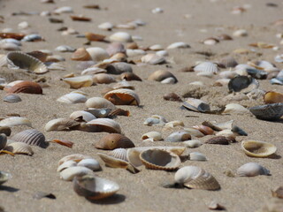 Fototapeta na wymiar shells on the beach