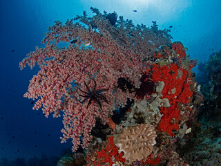 Fototapeta na wymiar Bushy gorgonian coral in the backlight 