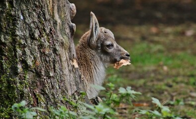 squirrel in the forest