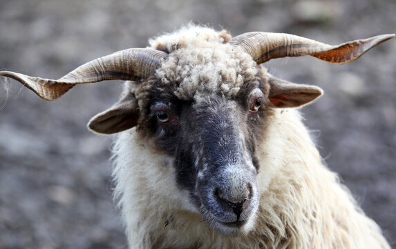 close up of a sheep