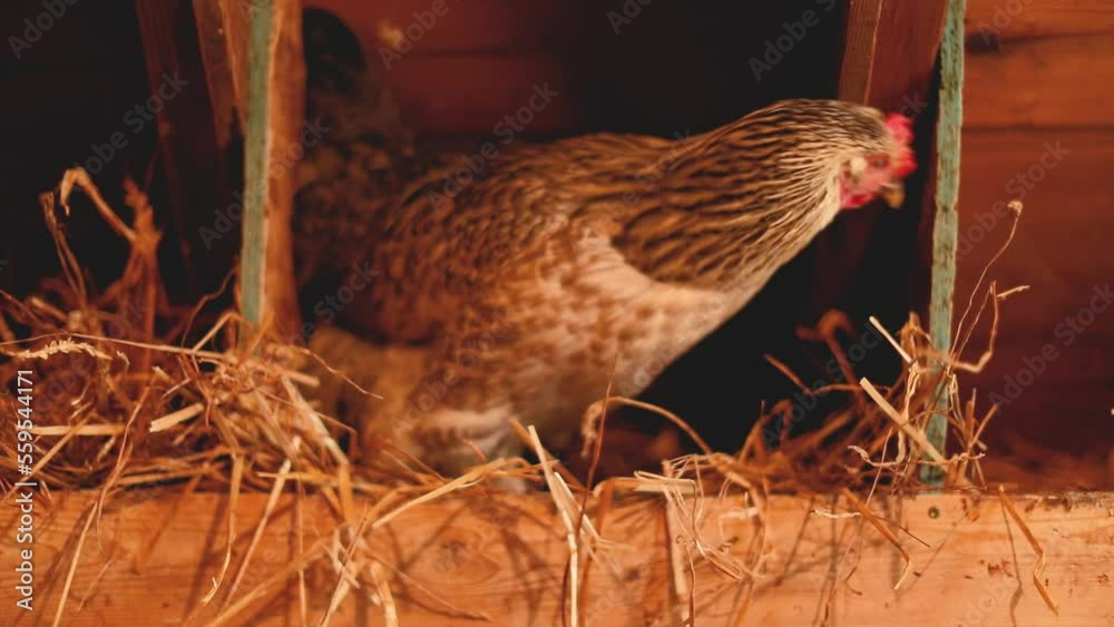 Wall mural Hens inside a chicken coop on a small farm. Small scale poultry farming in Ontario, Canada.