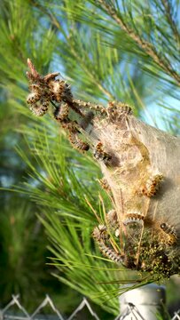 Processionary caterpillars emerging from the nest in a Mediterranean pine tree
