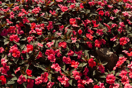mar de flores vermelhas sol paisagem viagem flora jardim