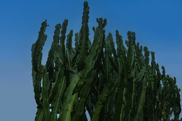 Euphorbia ingens sur fond de ciel bleu