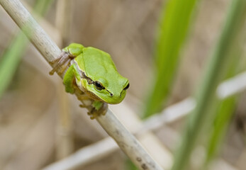 Common Tree Frog,  Hyla arborea