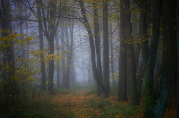 Jesienny las © Tomek Kiecana
