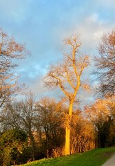 autumn in the park