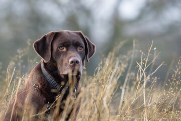 Labrador auf einem Feld, Portrait