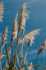 capim dos pampas, plumas ao vento, flor, vegetação paisagem céu azul fotografia profissional viagem campos do jordão brasil