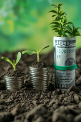Money growth in soil with green leaves and trees concept, business and farming success finance. Agriculture plant seeding growing step concept in garden