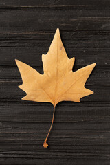 Autumn dry leaf on wooden background top view.