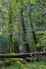 Natural deciduous stand in summer morning