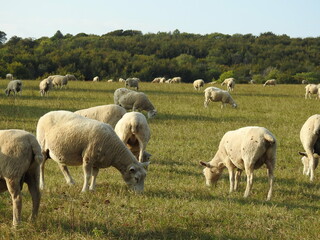 Obraz na płótnie Canvas A flock of sheep grazes on the grass