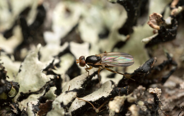 Druid fly, Clusiodes on wood 