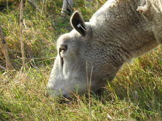 Naklejka na ściany i meble A close-up view of a sheep's head that is eating grass