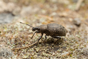 Alfalfa snout beetle, Otiorhynchus ligustici on ground