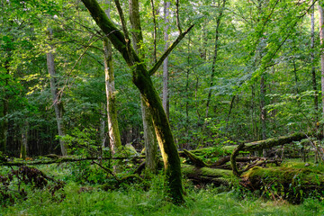 Natural deciduous stand in summer morning