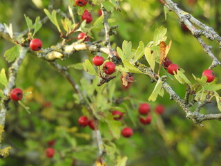 Twigs with red rowan