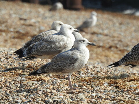 A couple of mwe are resting on a rocky beach with a blurred background