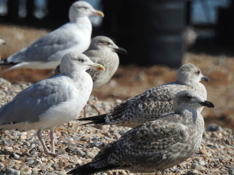 A couple of mwe are resting on a rocky beach with a blurred background