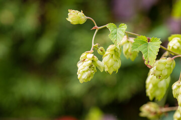 Green hop cones grow on a bush in anticipation of harvest. Summer.