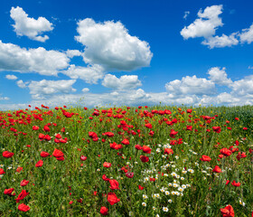 Fototapeta na wymiar Panoramic Landscape of poppies field of red flowers in the Kuban. Russia